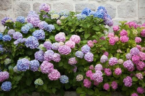 Ορτανσίες σε ροζ μπλε μοβ βιολετί όμορφα λουλούδια κήπου ανθίζουν στον κήπο την άνοιξη και το καλοκαίρι στο ηλιοβασίλεμα