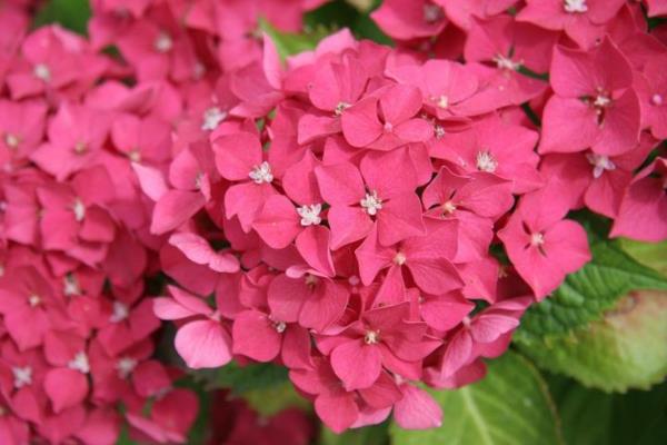 Οι ορτανσίες διατηρούν ανθισμένα φυτά κήπου με ροζ λουλούδια