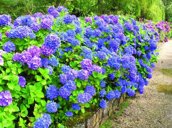 Κόψτε ορτανσίες - μπλε λουλούδια - λουλούδια hotensia κόψτε όταν