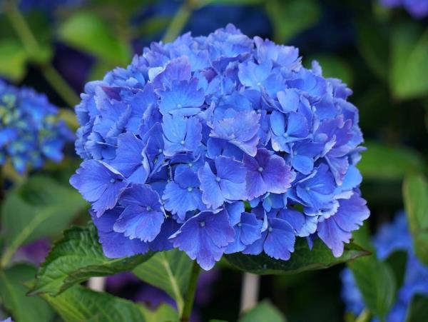 Κοπή ορτανσίας - ιδέες για μπλε λουλούδια