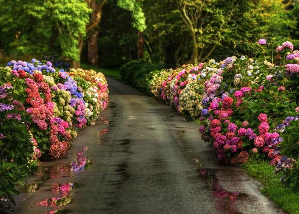 Ορτανσίες ανθίζουν λεωφόρο όμορφα λουλούδια και στις δύο πλευρές σε ροζ και μπλε όμορφη θέα