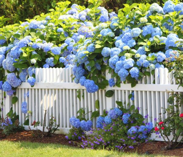 Ορτανσίες ανθίζουν φράχτη κήπου πολλές ορτανσίες υπέροχα μπλε λουλούδια που τραβούν τα βλέμματα