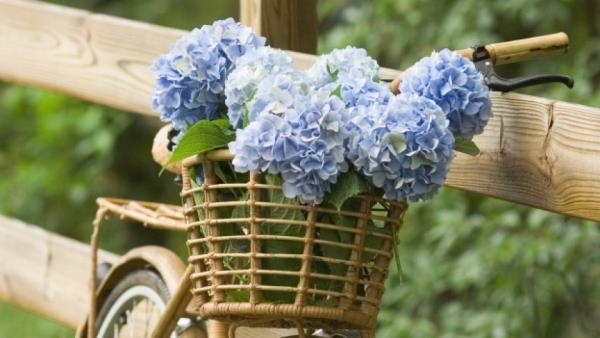 Ορτανσίες ανθίζουν καλάθι με μπλε λουλούδια υπέροχη διακόσμηση κήπου