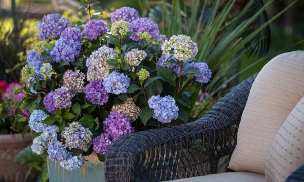 Ορτανσίες ανθίζουν υπαίθριο καθιστικό ψάθινες πολυθρόνες δίπλα σε όμορφες ορτανσίες υπέροχα λουλούδια ρομαντική ατμόσφαιρα