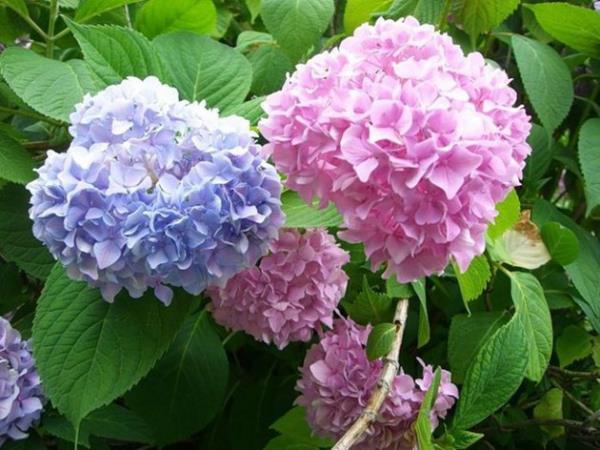 Οι ορτανσίες που ανθίζουν φέρνουν υπέροχα λουλούδια σε γαλάζιο και ροζ απόλαυση για τα μάτια και την ψυχή