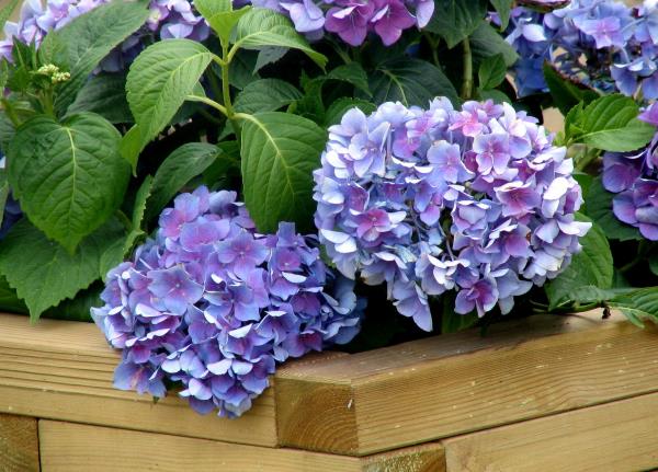 Ορτανσίες ανθίζουν όμορφα μπλε λουλούδια το φυτό του κήπου ευχαριστώ για τη φροντίδα
