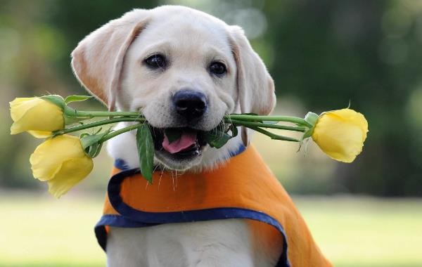 Αλλεργία σκύλου - όμορφα λουλούδια - κίτρινα τριαντάφυλλα