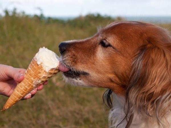 Πώς να ετοιμάσετε παγωτό σκύλου Συμβουλές και συνταγή παγωτό για σκύλους