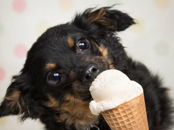 Πώς να φτιάξετε συμβουλές για παγωτό σκύλου και συνταγή παγωτό