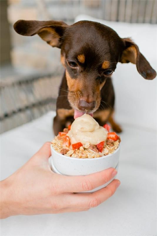 Πώς να προετοιμάσετε συμβουλές για παγωτό σκύλου και συνταγή για κέικ παγωτού σκύλου