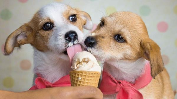 Πώς να φτιάξετε παγωτό σκύλου Συμβουλές και συνταγή για τη διατροφή κατοικίδιων ζώων