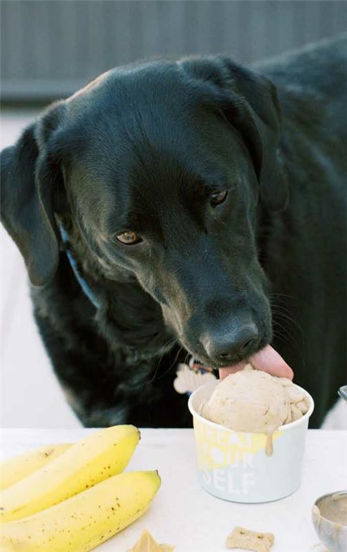 Φτιάξτε μόνοι σας παγωτό σκύλου Συμβουλές και συνταγή Ο σκύλος τρώει παγωτό