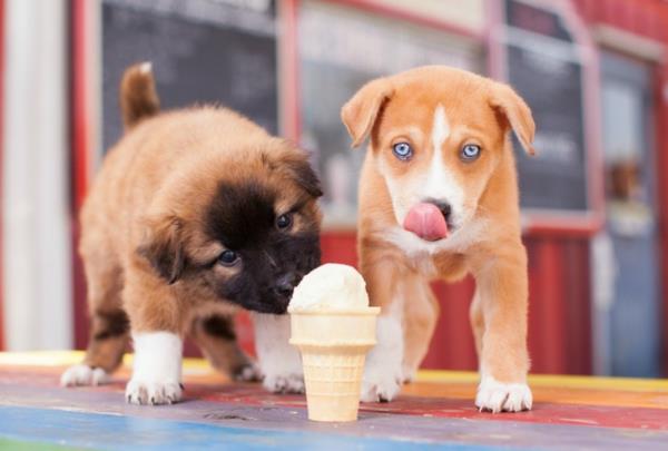 Συμβουλές και συνταγή για πάγο σκύλου που αντιμετωπίζει τα κατοικίδια ζώα