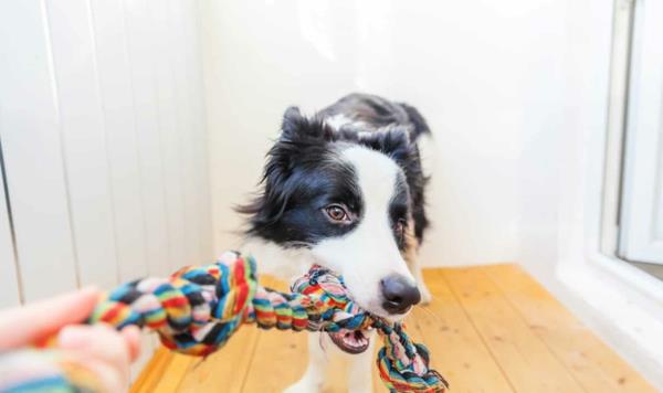 Φτιάχνοντας παιχνίδια σκύλου από παλιές κάλτσες Παίζοντας με το σκύλο