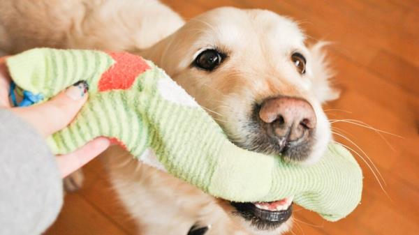 Τα παιχνίδια σκύλων φτιάχνουν παιχνίδια από παλιές κάλτσες