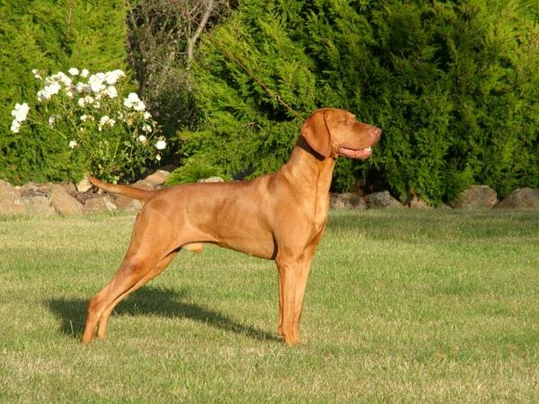 Ουγγρικά Vizsla σκυλιά φυλής κατοικίδια σκυλιά