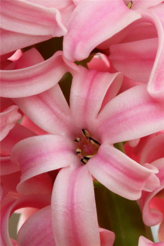 Ιδέες διακόσμησης με ανοιξιάτικα λουλούδια εικόνες άνθησαν ροζ