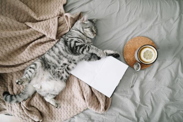 Ιδέες τσαγιού Hygge trend cat book για περισσότερη άνεση