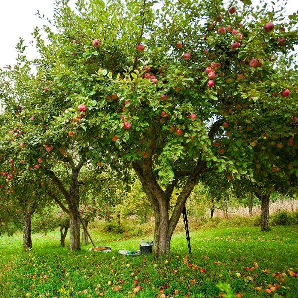 Ιδέες σχεδιασμού κήπου Φύτευση μηλιάς