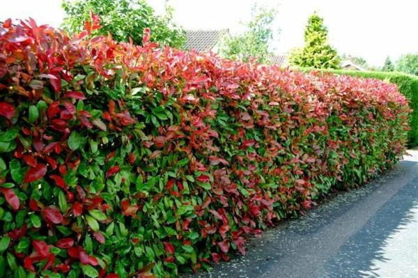 Τα αειθαλή φυτά φράχτη ωφελούν τα κόκκινα λουλούδια