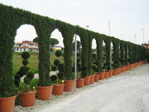 Αειθαλής φράχτης φυτών φράχτη φτιαγμένος από έργα τέχνης φράχτες