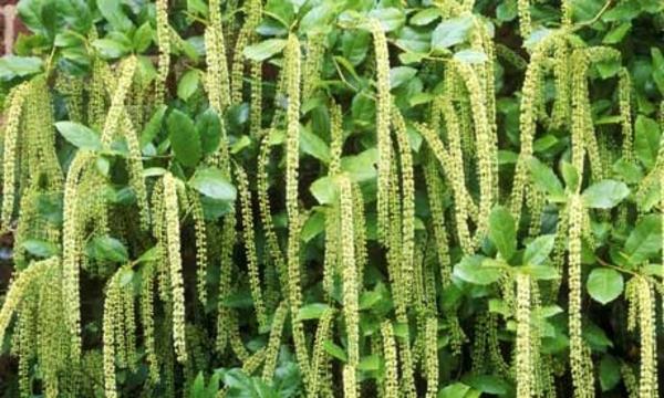 Φυτά κήπου Itea ilicifolia αειθαλή