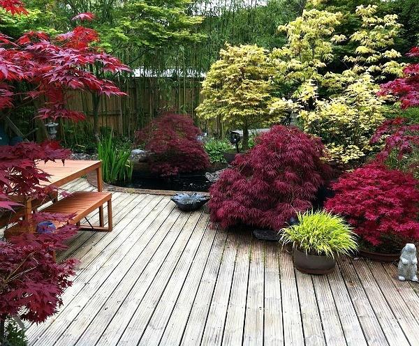 Ιαπωνικό σφενδάμι μοναδικά εντυπωσιακά χρώματα φθινοπώρου χρώματα όμορφη διάταξη κήπου