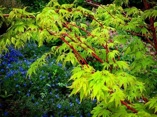 Το ιαπωνικό πράσινο σφενδάμι αφήνει ιδιαίτερο σχήμα φύλλου