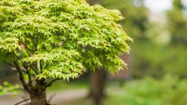Ιαπωνικό σφενδάμι εύκολης φροντίδας ανθεκτικό φυσικά όμορφο