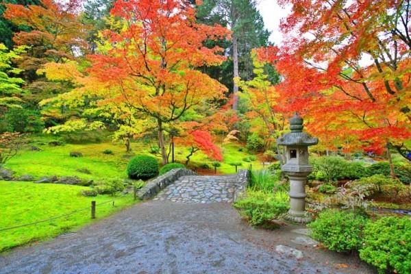 Ιαπωνικό σφενδάμι όμορφη φύση εντυπωσιακά σχήματα και χρώματα
