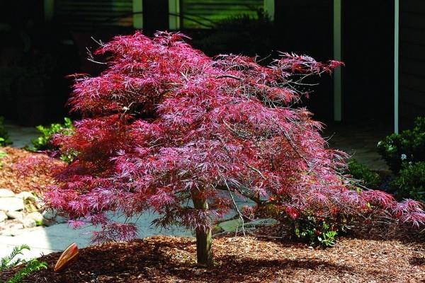 Ιαπωνικό σφενδάμι-κόκκινο φθινόπωρο χρωματίζει ινδικό καλοκαίρι στον δικό σας κήπο