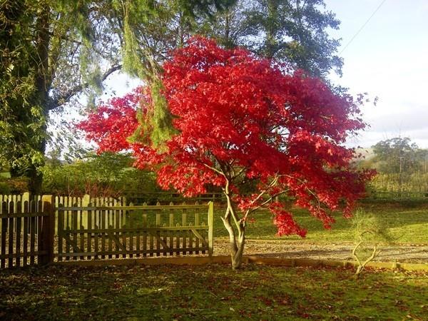 Ιαπωνικά σφενδάμνου-κόκκινα χρώματα φθινοπώρου Ένα παραμυθένιο τοπίο κήπων