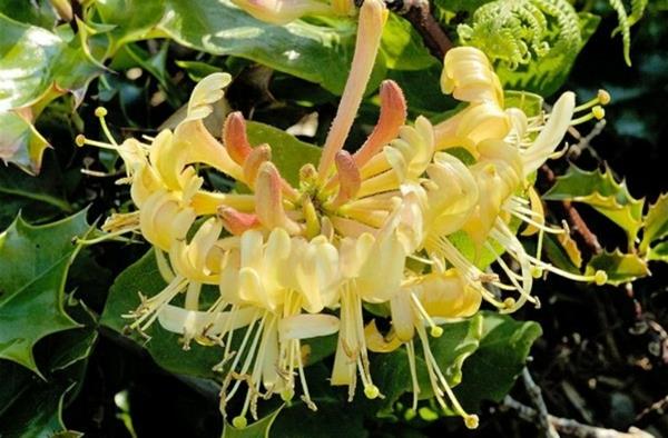 Άνθη γιασεμιού φυτικά είδη λουλούδια κίτρινα
