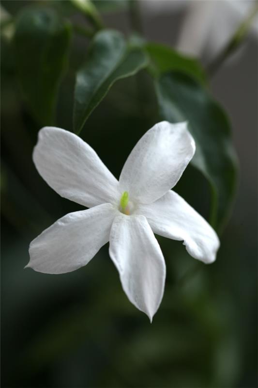 Φυτό γιασεμί ανθίζει λευκά είδη