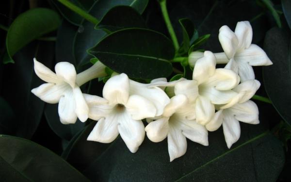 Το φυτό του γιασεμιού ανθίζει λευκό χρώμα