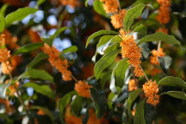 Δέντρο γιασεμί φυτό πορτοκαλί λουλούδια