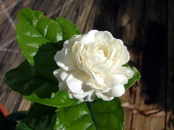 Λουλούδια λευκών φυτών γιασεμιού