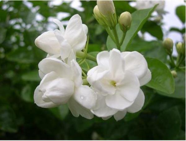 Λευκό φυτό γιασεμί