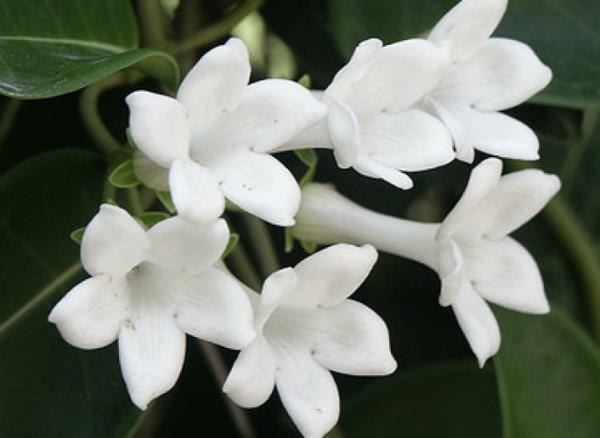 Φυτά γιασεμιού άσπρα λουλούδια όμορφα