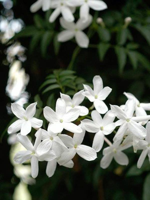 Πράσινα είδη γιασεμιού φυτεύουν λευκά λουλούδια