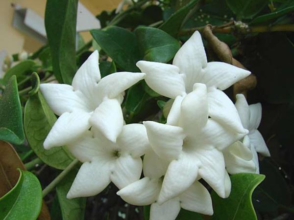 Φυτό γιασεμί λευκά χαριτωμένα λουλούδια