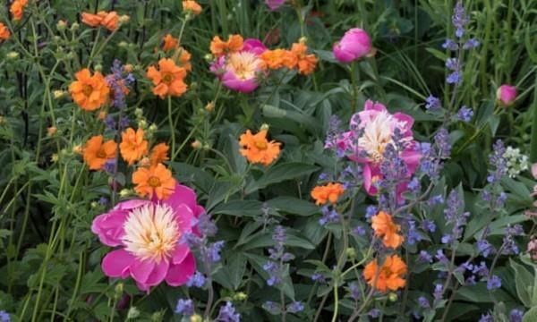 Οι τάσεις του κήπου Jody Lidgard σε μοβ χρώμα