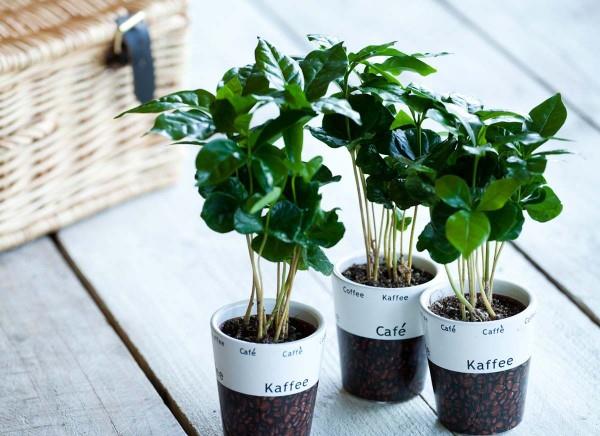 Φροντίδα φυτών καφέ Συμβουλές και χρήσιμες πληροφορίες για τους λάτρεις του καφέ που αγαπούν τον καφέ, νέους κατσαρόλες με φυτά καφέ