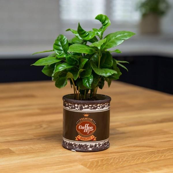 Συμβουλές φροντίδας των φυτών καφέ και χρήσιμες πληροφορίες για τους λάτρεις του καφέ που αγαπούν τον καφέ κηπουρούς φυτό καφέ σε φλιτζάνι καφέ