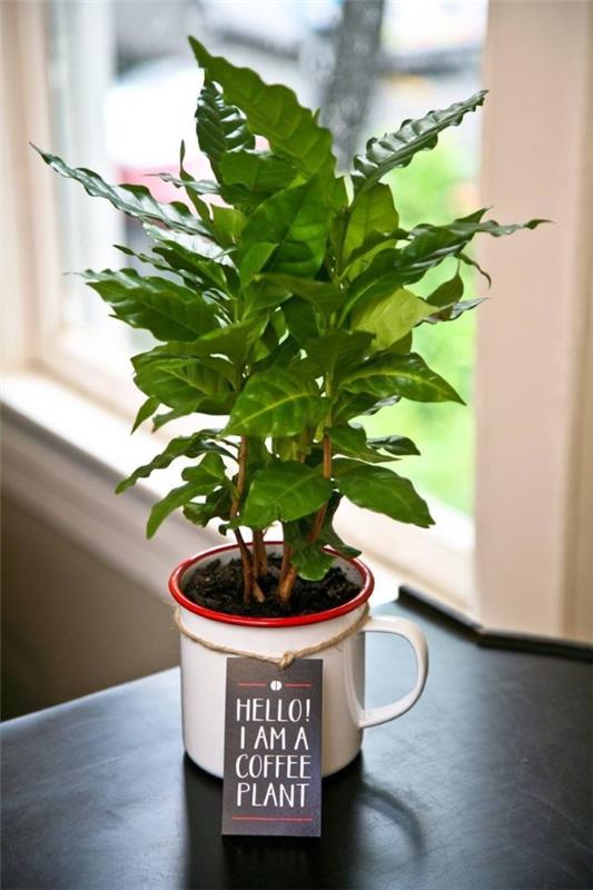 Φροντίδα φυτών καφέ Συμβουλές και χρήσιμες πληροφορίες για τους χόμπι που αγαπούν τον καφέ κηπουρούς καφέ φυτά κουζίνες deco