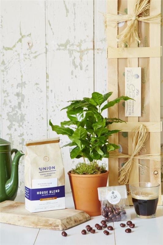Φροντίδα φυτών καφέ Συμβουλές και χρήσιμες πληροφορίες για τους χόμπι που αγαπούν τον καφέ, κηπουροί, φυτικό καφέ διακοσμητικό φυτό
