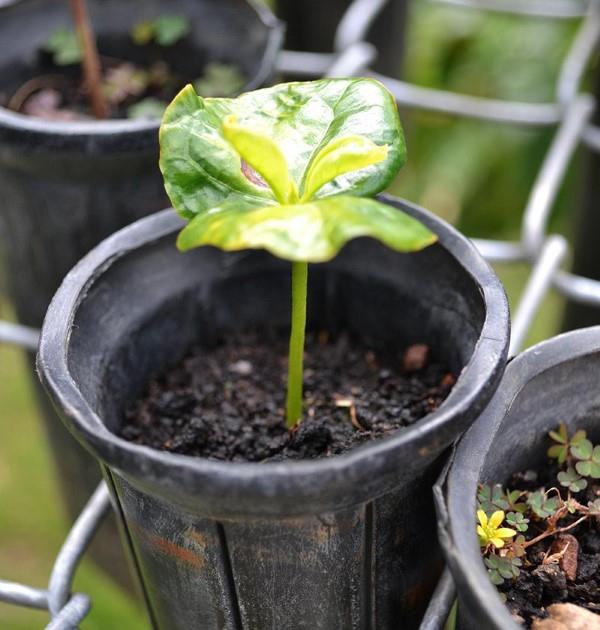 Συμβουλές φροντίδας των φυτών καφέ και χρήσιμες πληροφορίες για τους χόμπι που αγαπούν τον καφέ κηπουροί δενδρύλλιο φασόλι καφέ