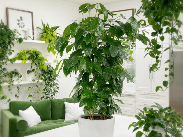 Φροντίδα των φυτών καφέ Συμβουλές και χρήσιμες πληροφορίες για τους χόμπι κηπουρούς που αγαπούν τον καφέ Φυτέψτε μίνι ζούγκλες στο σπίτι