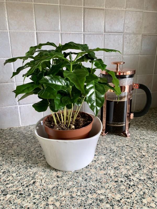 Φροντίδα φυτών καφέ Συμβουλές και χρήσιμες πληροφορίες για χόμπι κηπουρούς που αγαπούν τον καφέ Διακοσμητικά φυτά καφέ στο σπίτι