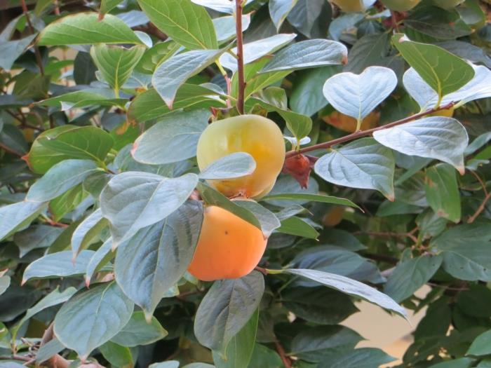 Κρόκος λωτός φρούτα λωτός τροφή sharon κλαδί φρούτων δέντρων